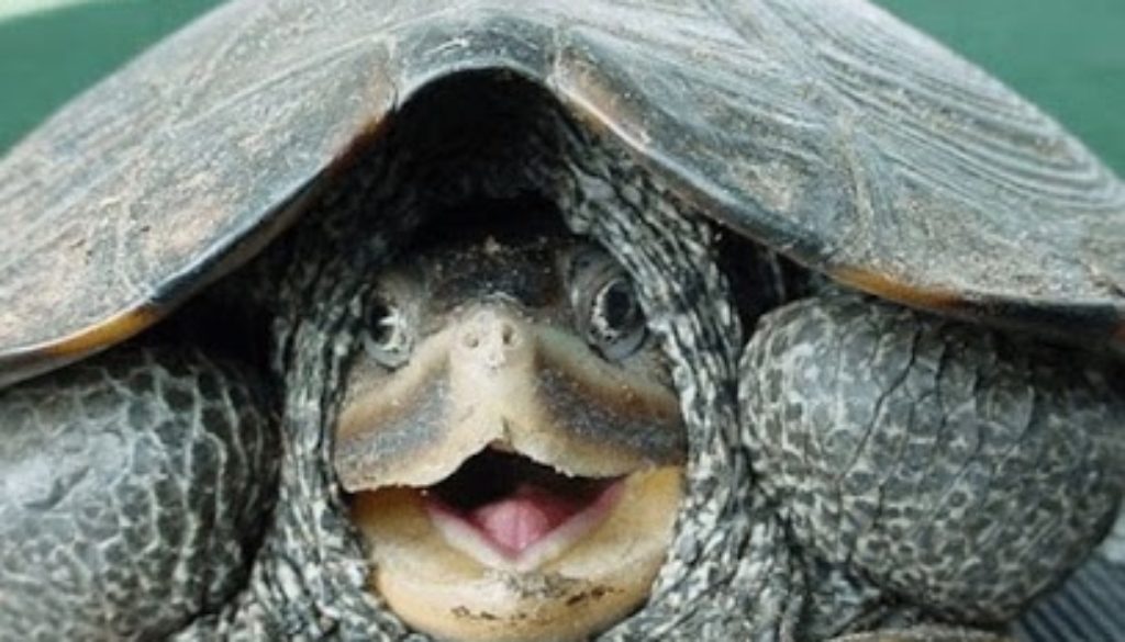 LR Turtle