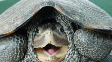 LR Turtle